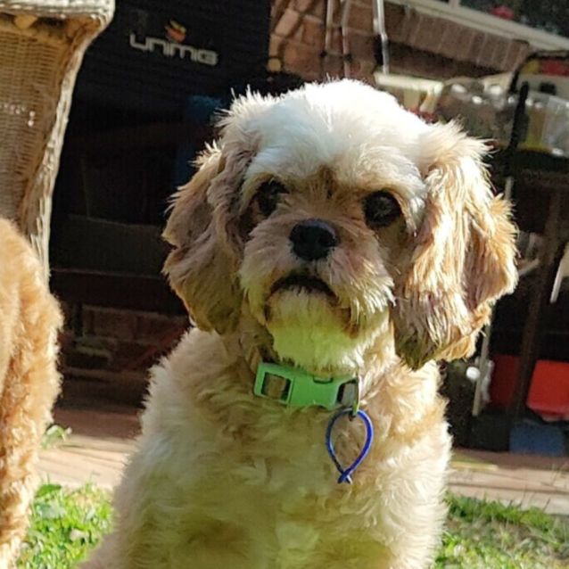 Photo of Marley   3 Yo Cavalier X Toy Poodle, Girl (Trial)