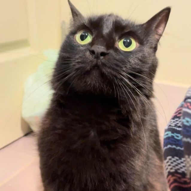 Photo of Luna