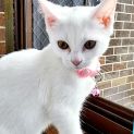 Photo of Cotton