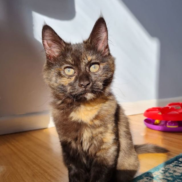 Photo of Cinder & Henna ^^Dandy Cat Rescue^^