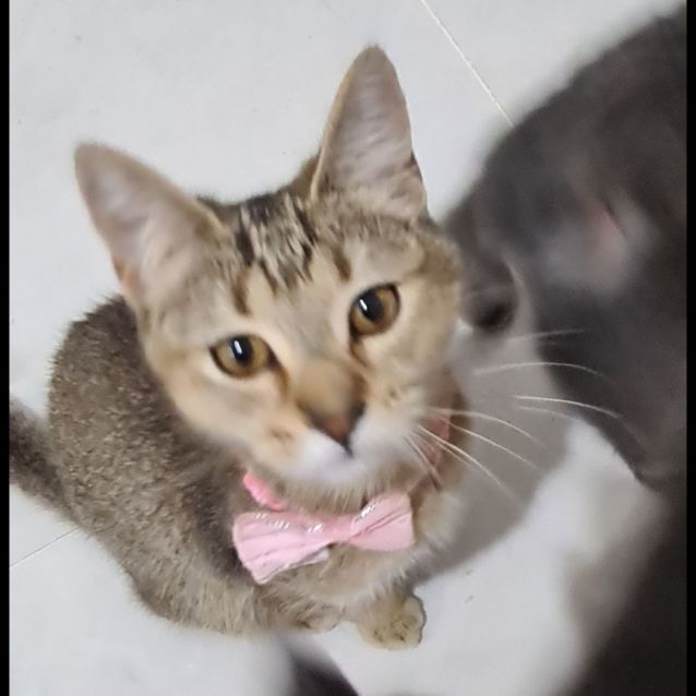 Photo of Prissi