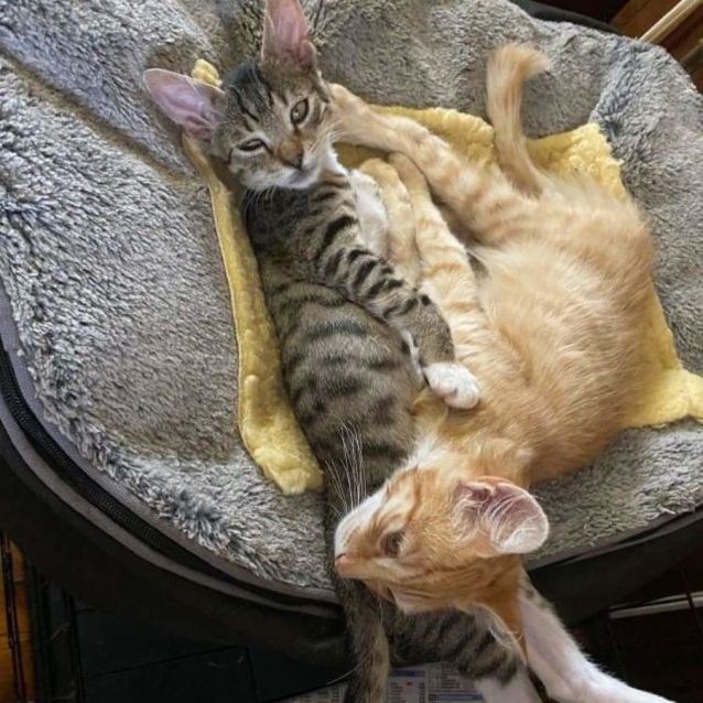 Photo of Bobby ** Our Divine Kitten **