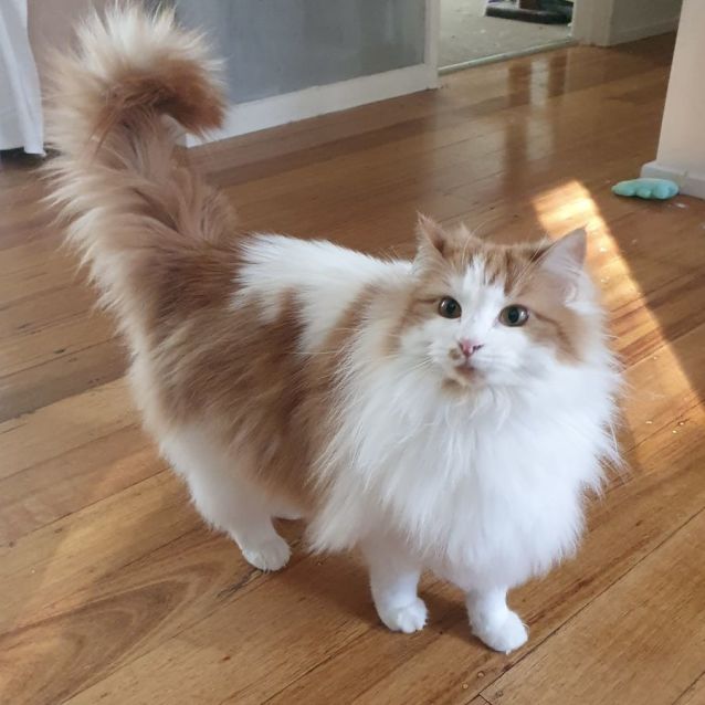 Long Haired Ginger And White Cat Ginger Kitten White Chest Long