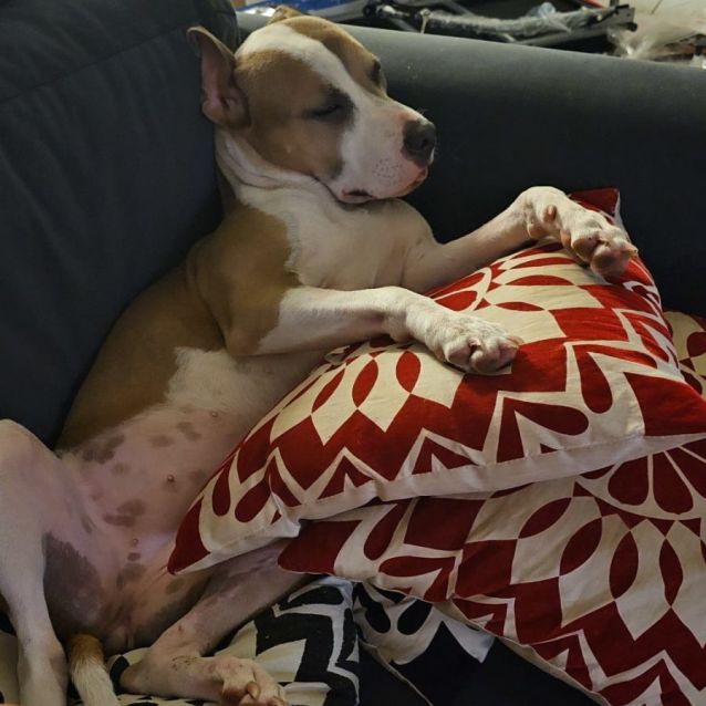 Photo of Clover
