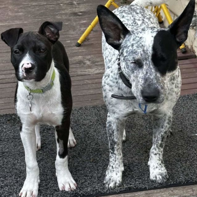 Photo of Luna Lovegood 