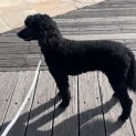 Photo of Porscha 
