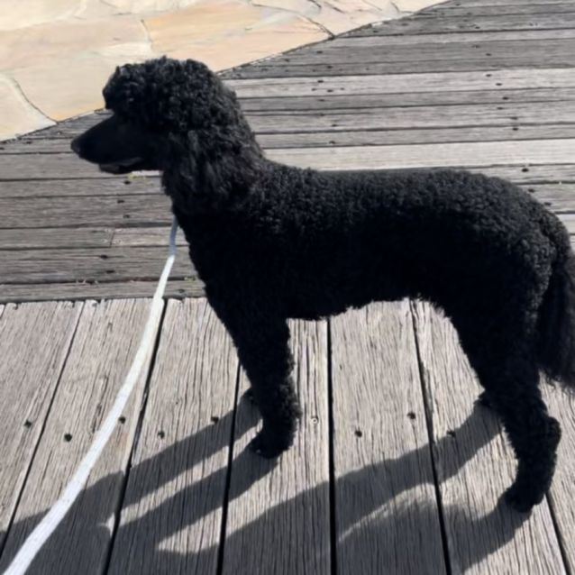 Photo of Porscha 