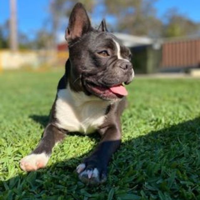 Photo of Nacho