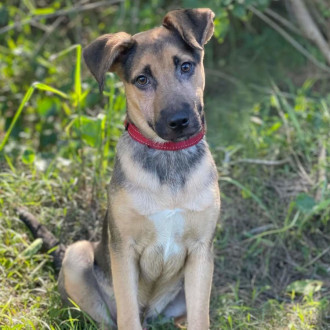 Large Male German Shepherd Mix Dog