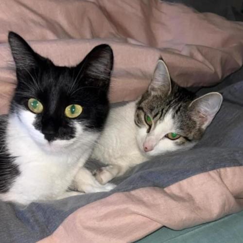 Lucifer and Coraline