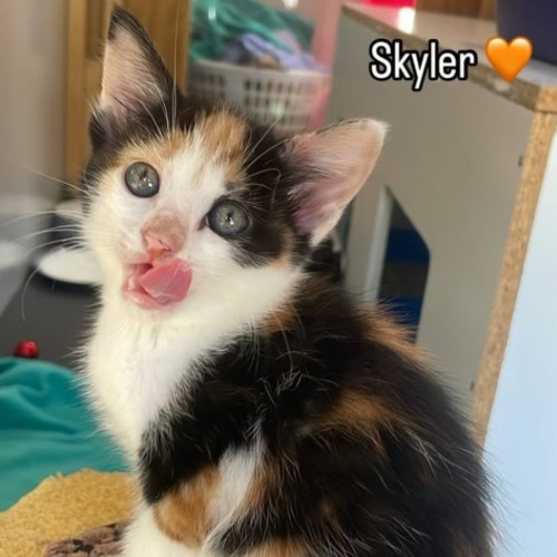 Skyler