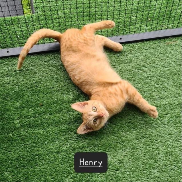 Photo of Henry