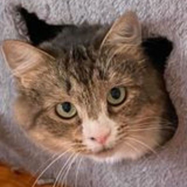 Photo of Hera   Located In Box Hill North