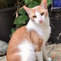 Photo of Brandy **2nd Chance Cat Rescue**