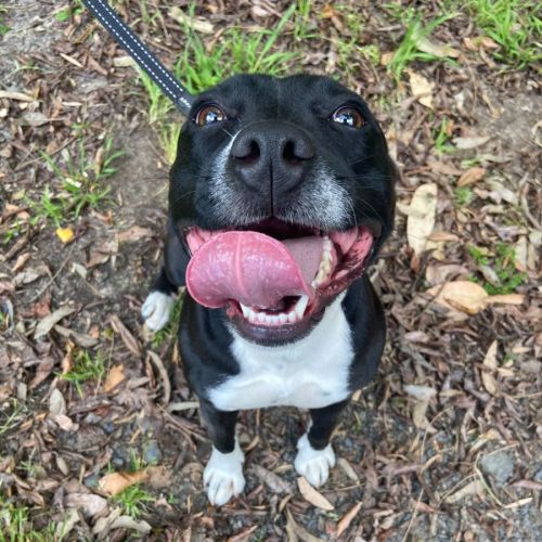 Sunni - (Assisted Rehoming)