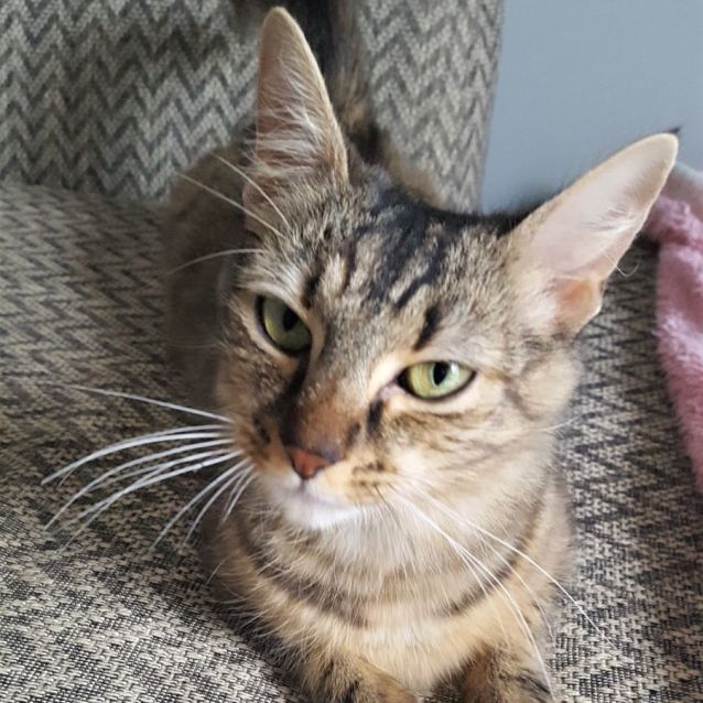 Photo of Bliss ^^Dandy Cat Rescue^^