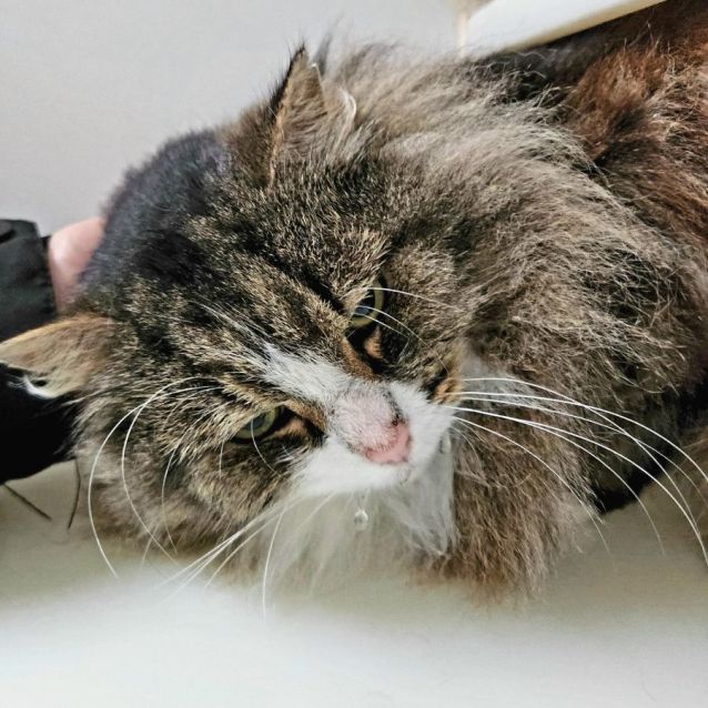 Photo of ⭐ Sylvester F02222 ⭐