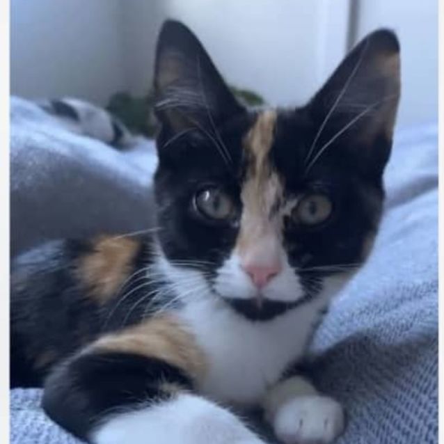 Photo of Marvellous Mindy