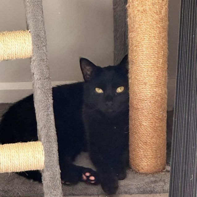 Petbarn cat door outlet