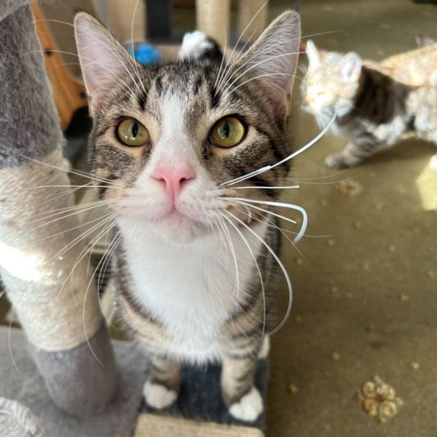 Photo of Lentil (Located In Boronia)