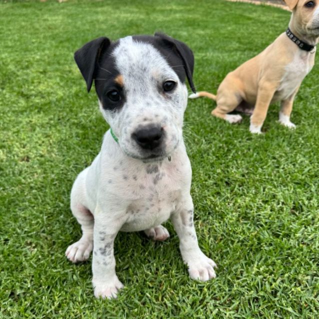 Photo of Cal & Murray