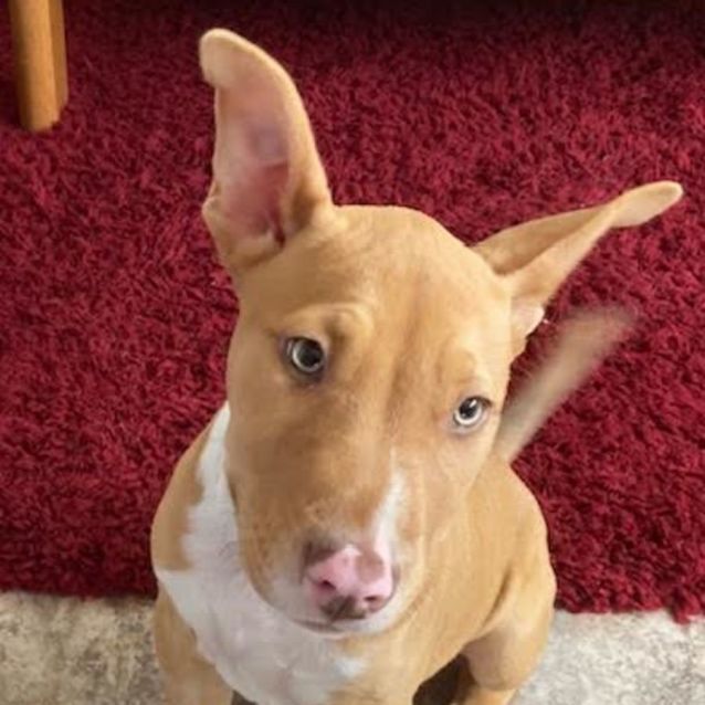 Photo of Sir Captain Crunch