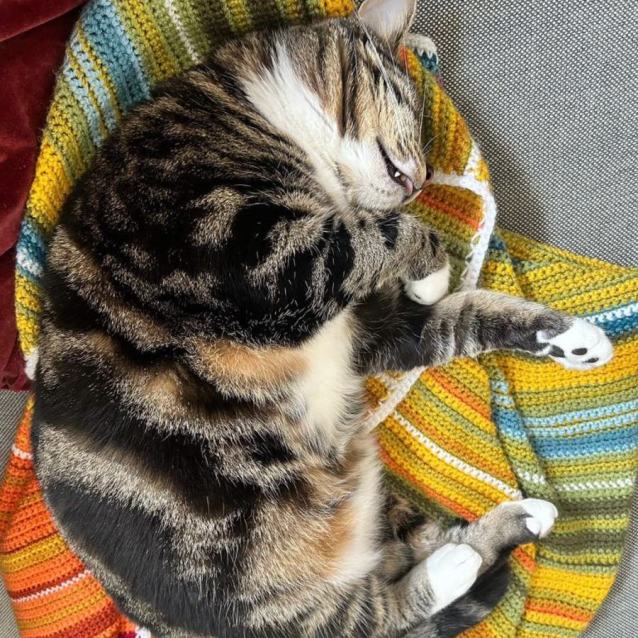 Photo of Maki *9 Lives Project Rescue*