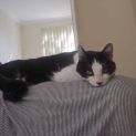 Photo of Cleo