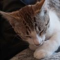 Photo of Zippy