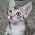 Photo of Poppy