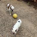 Photo of Coco 