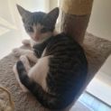 Photo of Rhea Ripley ** 2nd Chance Cat Rescue**