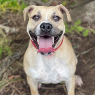 Medium Female Staffy Mix Dog