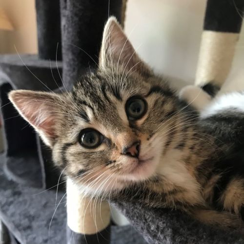 Athena ^^Dandy Cat Rescue^^