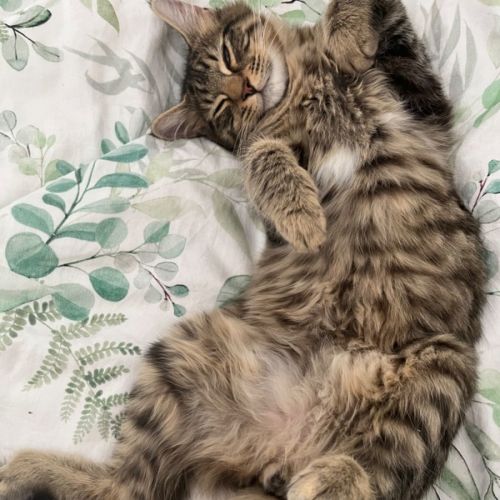 No photo for Fizz