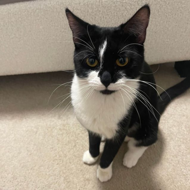 Photo of Skye
