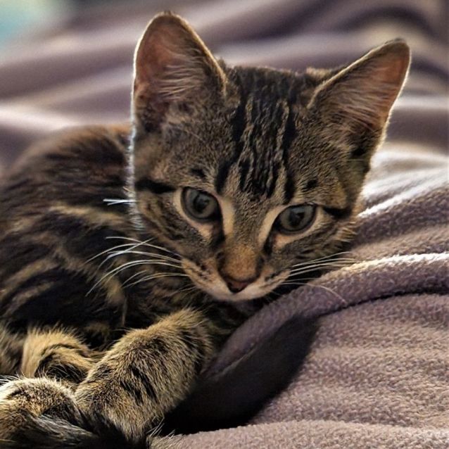 Photo of Arturo ^^Dandy Cat Rescue^^