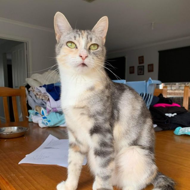 Photo of Vixen 💗