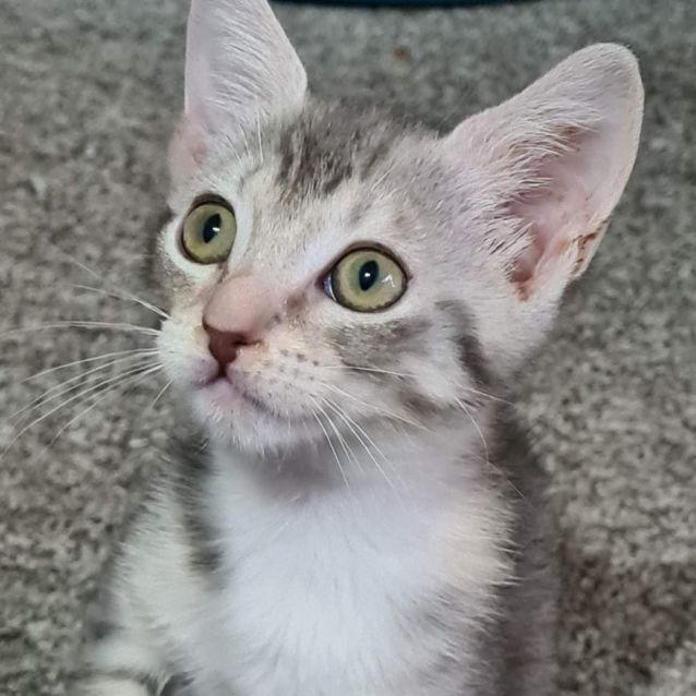 Photo of Poppy