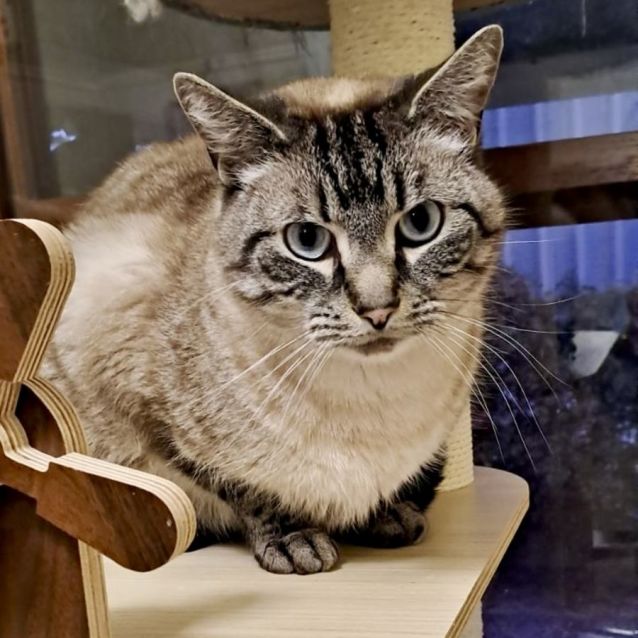 Photo of Smudge