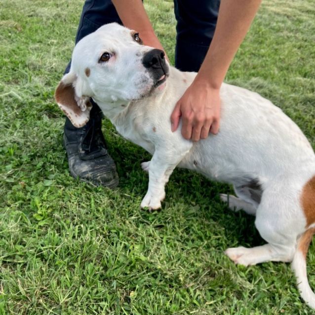 Shelby Small Female Basset Hound x Staffy Mix Dog in NSW PetRescue