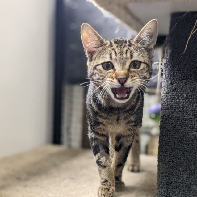 Photo of 🍮 Dulce F02781 🍮