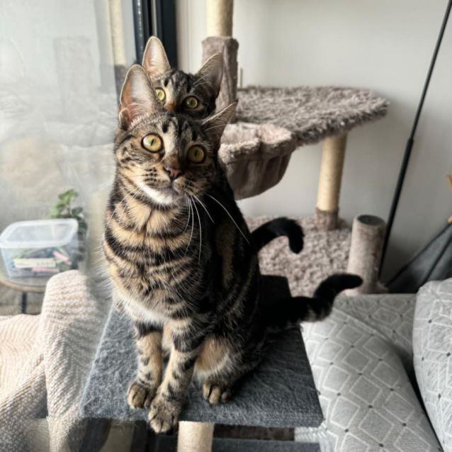 Photo of Lily And Layla