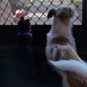 Photo of Socket *9 Lives Project Rescue*