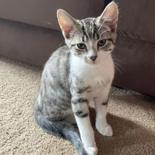 Boots ** 2nd Chance Cat Rescue**