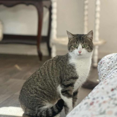 No photo for Josie* 9 Lives Project Rescue*