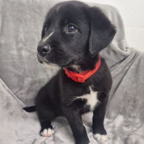 No photo for D1264 Raya
