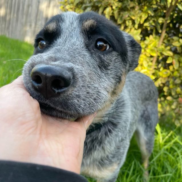 Mac Medium Male Blue Heeler Dog in VIC PetRescue