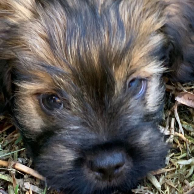 Photo of Chase 🥰🐶🥰