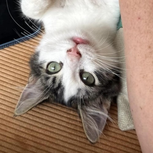 No photo for Charlie